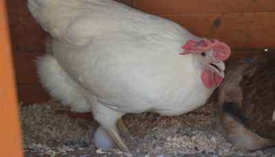 Quelles races de poulets portent le plus d’œufs