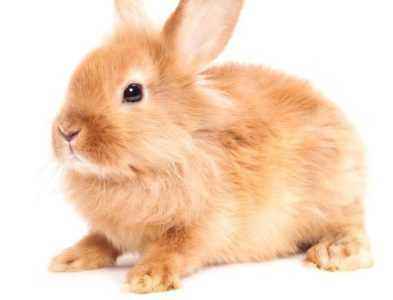 Quelles sont les caractéristiques de la race de lapin géant gris
