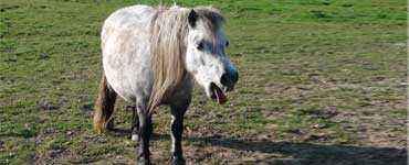 Quelles sont les maladies des chevaux