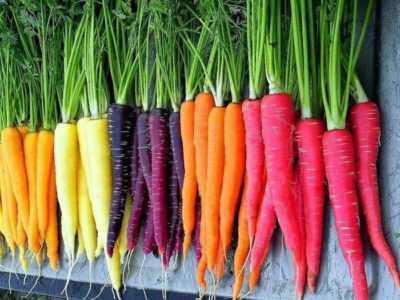 Qu’est-ce que la carotte noire