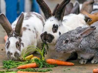 Quoi et comment nourrir les lapins