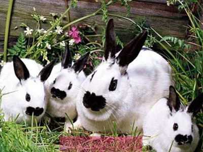 Races de lapins décoratifs