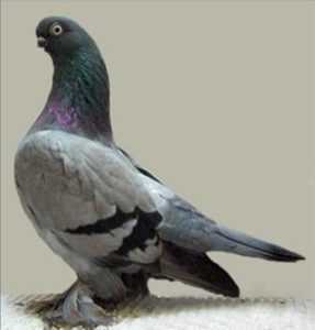Races de pigeons martiaux