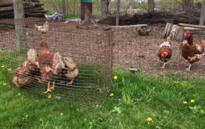 Recommandations pour garder les poules pondeuses dans des cages
