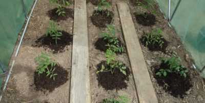 Règles de plantation des tomates pour les semis en 2019