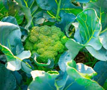 Règles de plantation et d'entretien du brocoli