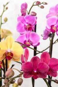 Règles de soin des orchidées Phalaenopsis