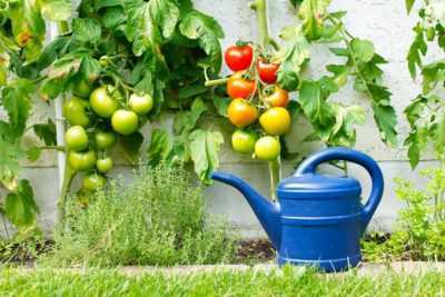 Règles de traitement des tomates au sulfate de cuivre