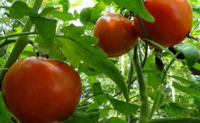 Règles de traitement des tomates en pleine terre