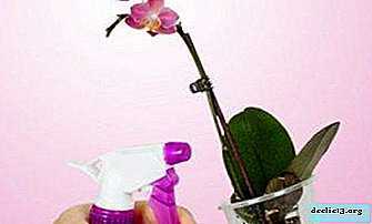 Règles de transplantation des orchidées Phalaenopsis