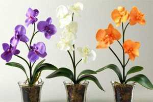 Règles de transplantation d'orchidées à la maison