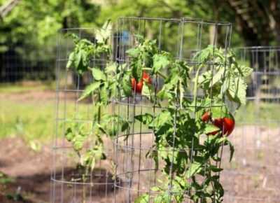 Règles pour attacher les tomates dans les serres