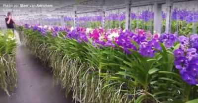 Règles pour cultiver des orchidées Wanda