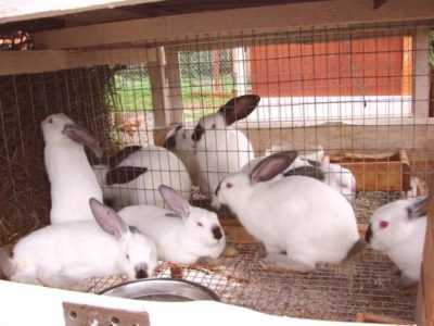 Règles pour l'élevage de lapins dans la fosse