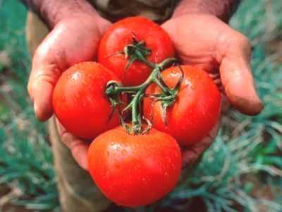 Règles pour nourrir les tomates