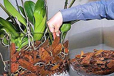 Règles pour planter des orchidées dans un système fermé