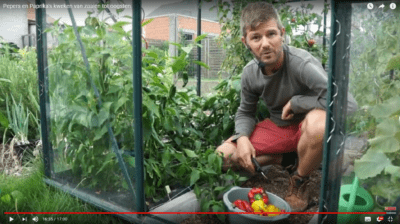 Règles pour planter des poivrons et des tomates dans une seule serre