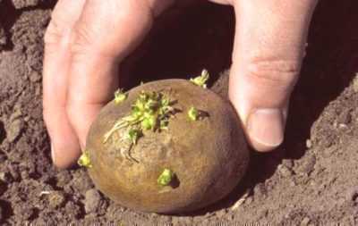 Règles pour planter des pommes de terre dans les lits