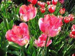 Règles pour planter des tulipes à l'automne en banlieue