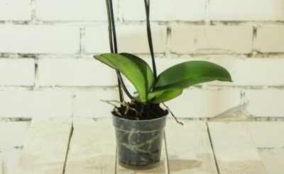 Règles pour planter une orchidée à la maison
