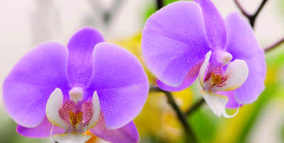 Sélection du sol pour l'orchidée Phalaenopsis