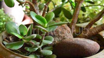Sinadenium - les subtilités de prendre soin d'un arbre exotique
