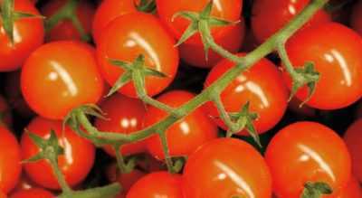 Soin des plants de tomates à domicile