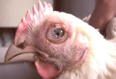 Symptômes de mycoplasmose chez les poulets et traitement