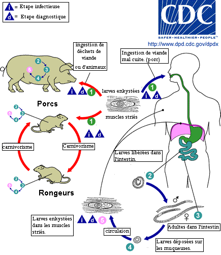 Symptômes et traitements de la trichinose chez les porcs