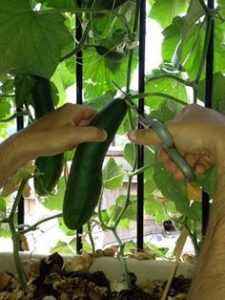 Technologie pour cultiver des concombres sur le balcon