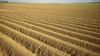 Température du sol recommandée pour la plantation de pommes de terre