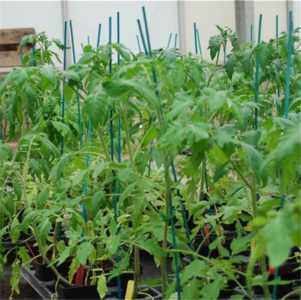 Terrain pour les plants de tomates