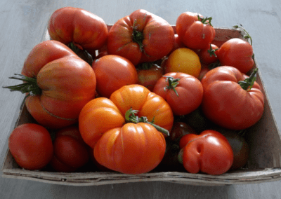 Tomates pour semis en banlieue