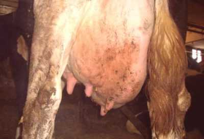 Traitement correct et efficace de la mammite chez une vache