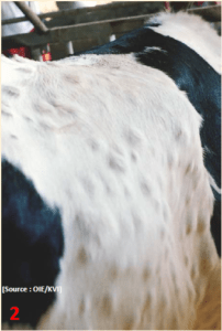 Traitement de la dermatite nodulaire chez une vache
