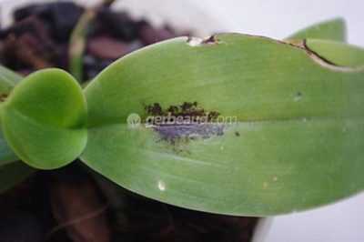 Traitement du fusarium chez les orchidées