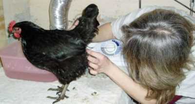 Traitement du prolapsus de l’oviducte chez les poulets