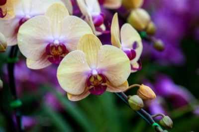 Types d'orchidées précieuses