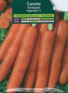 Une variété hybride de carottes Dordogne f1