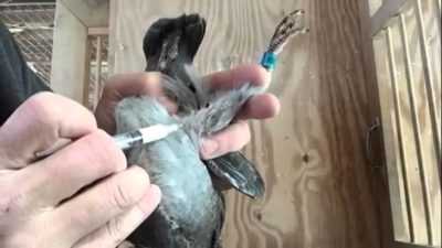 Vaccination des pigeons