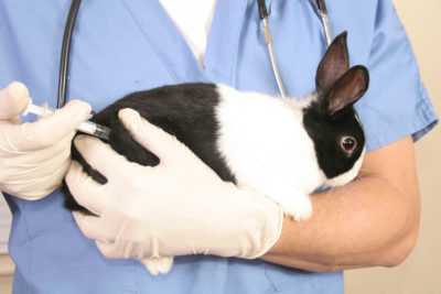 Vaccination du lapin