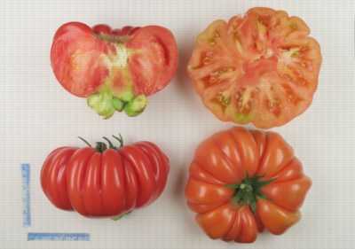 Variété de truffe tomate rouge