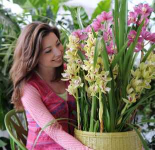 Variété d’orchidées Phalaenopsis Cascade