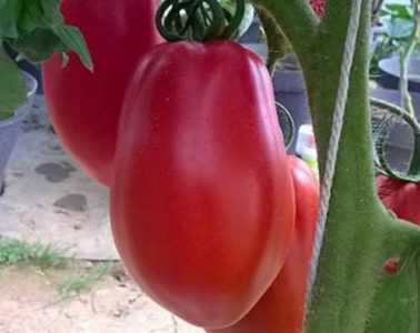 Variétés caractéristiques de tomates Olga f1