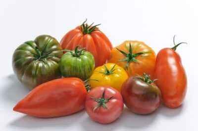 Variétés caractéristiques de tomates Torquay