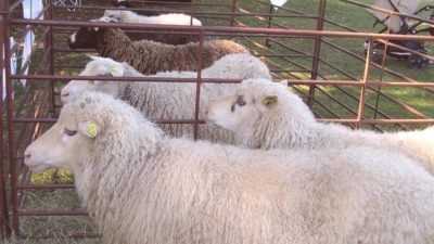 Variétés de cisailles pour tondre les moutons
