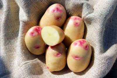 Variétés de pommes de terre biélorusses