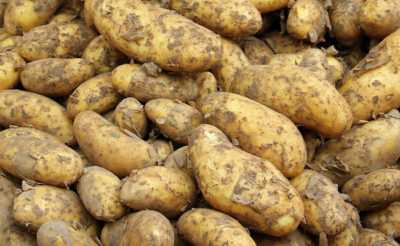 Variétés de pommes de terre récoltées pour le centre de la Russie