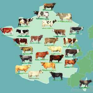 Variétés de races à viande de taureaux et de vaches