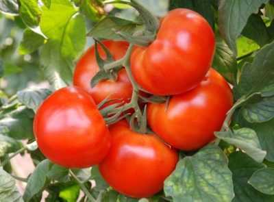Variétés de tomates sous-dimensionnées pour terrain ouvert sans pincement